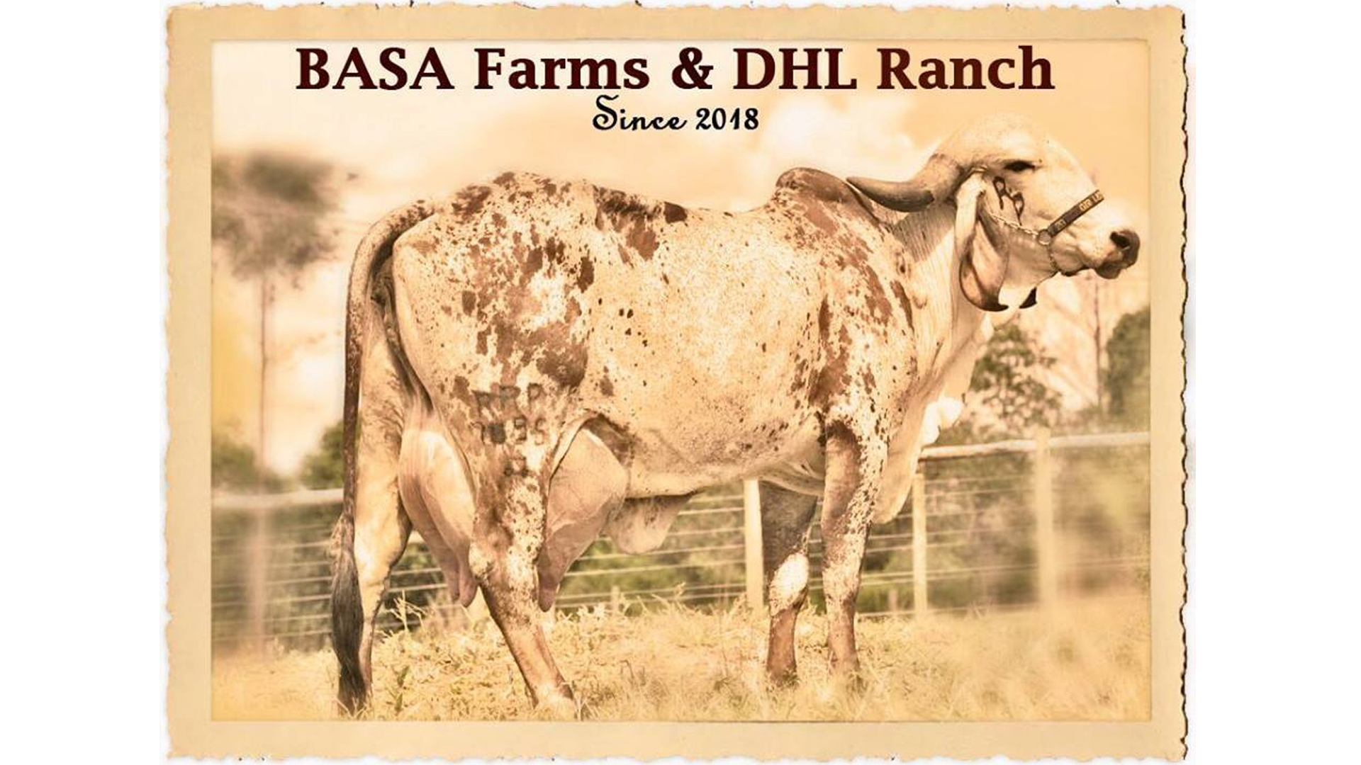 Parceria das Fazendas do Basa e  DHL Ranch