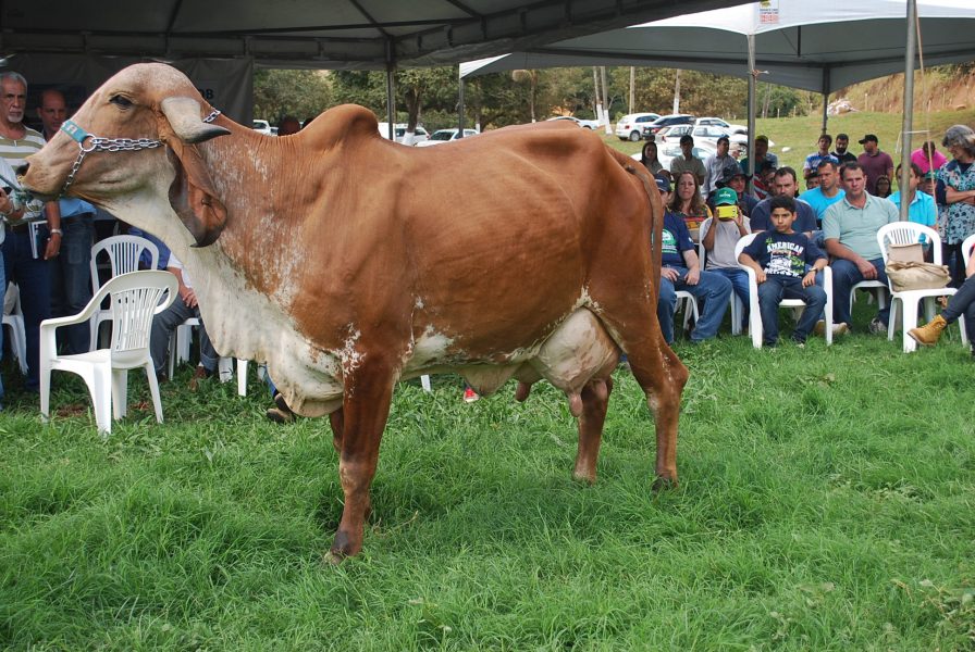 Campeã Vaca Jovem da MEGALEITE 2017 com mais de 56 kg de leite é da Zona da Mata     