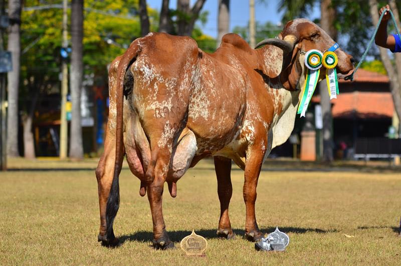 Fazendas do BASA é Campeã Vaca Adulta Nacional do Torneio Leiteiro em Uberaba e a Zona da Mata comprova o potencial produtivo de seu rebanho de leite