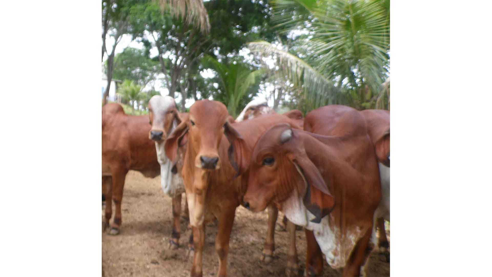 Fazenda Boa Vista também é parceira das Fazendas do BASA