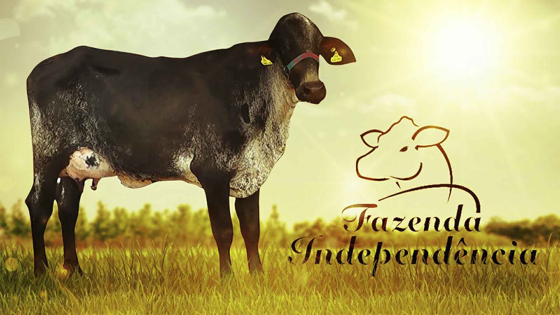 Fazenda Independência: da Tradição à evolução do melhoramento genético com as Fazendas do BASA