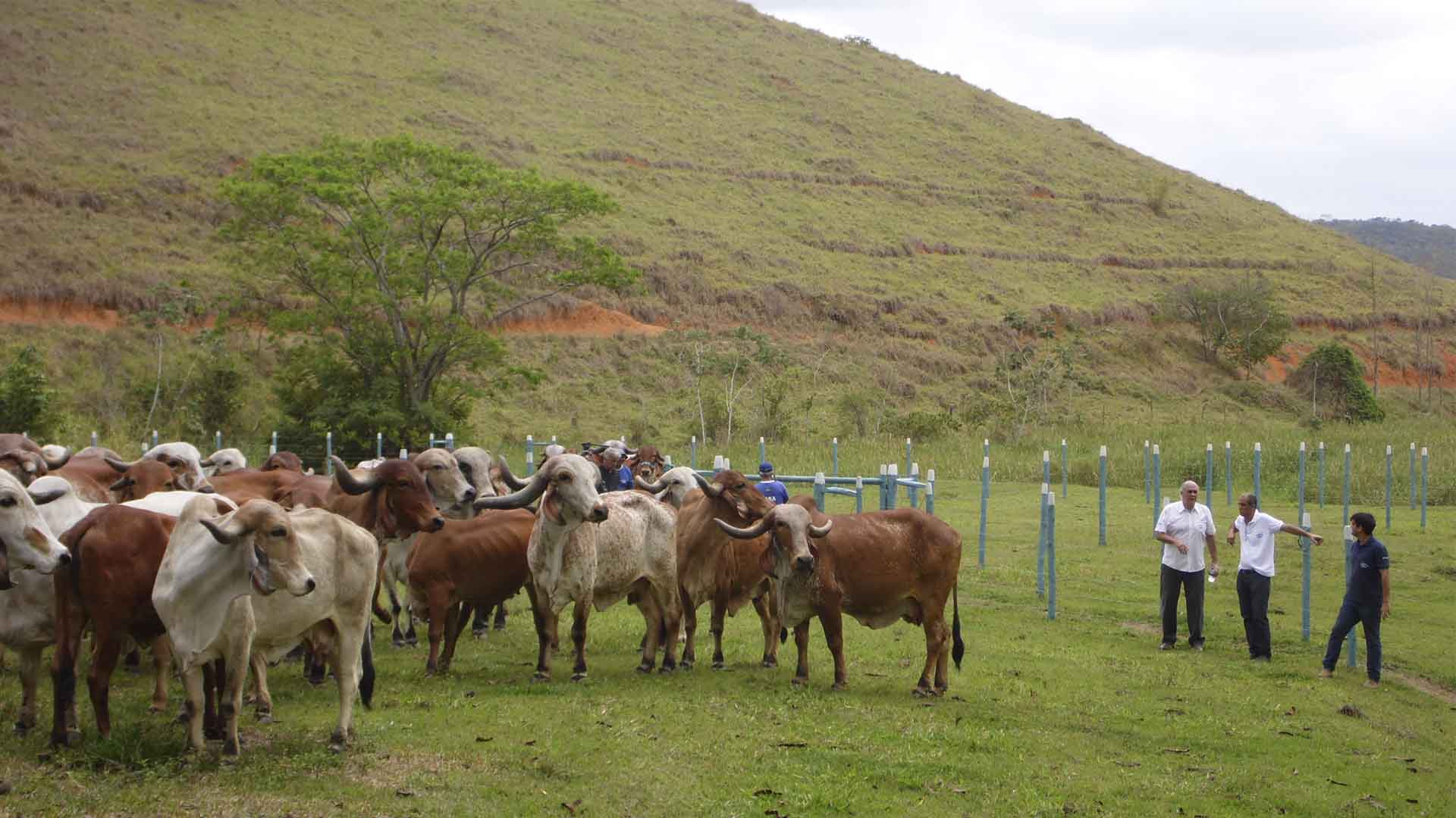        Preparativos para o Grande Leilão Fazendas do BASA e Fazenda Brasília movimenta Vista Alegre na Zona da Mata  